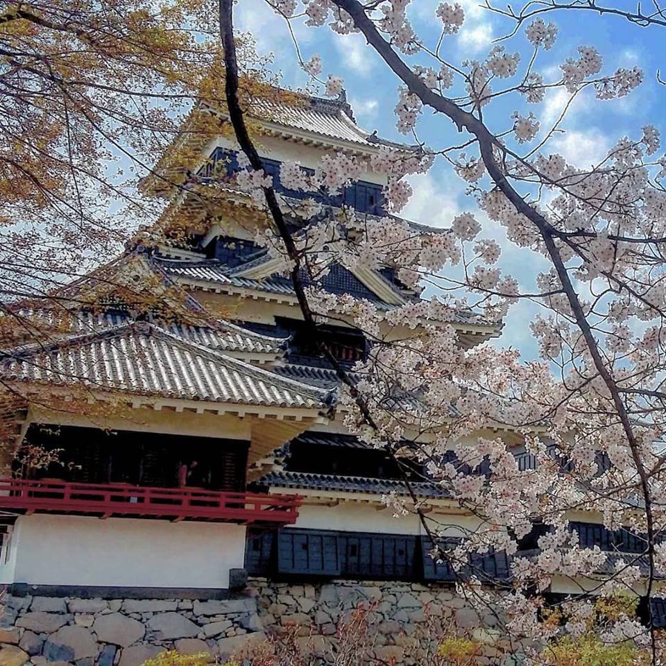 le château et sakura