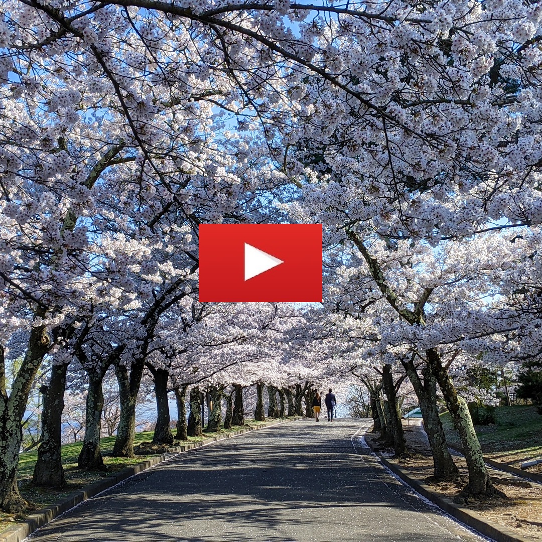 Matsumoto Vidéos Sakura