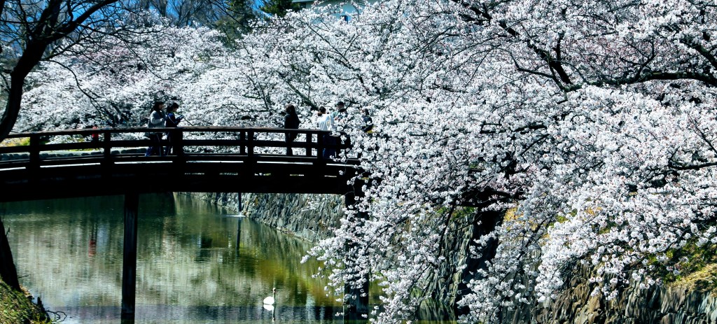 fleurs de cerisier de Matsumoto sakura