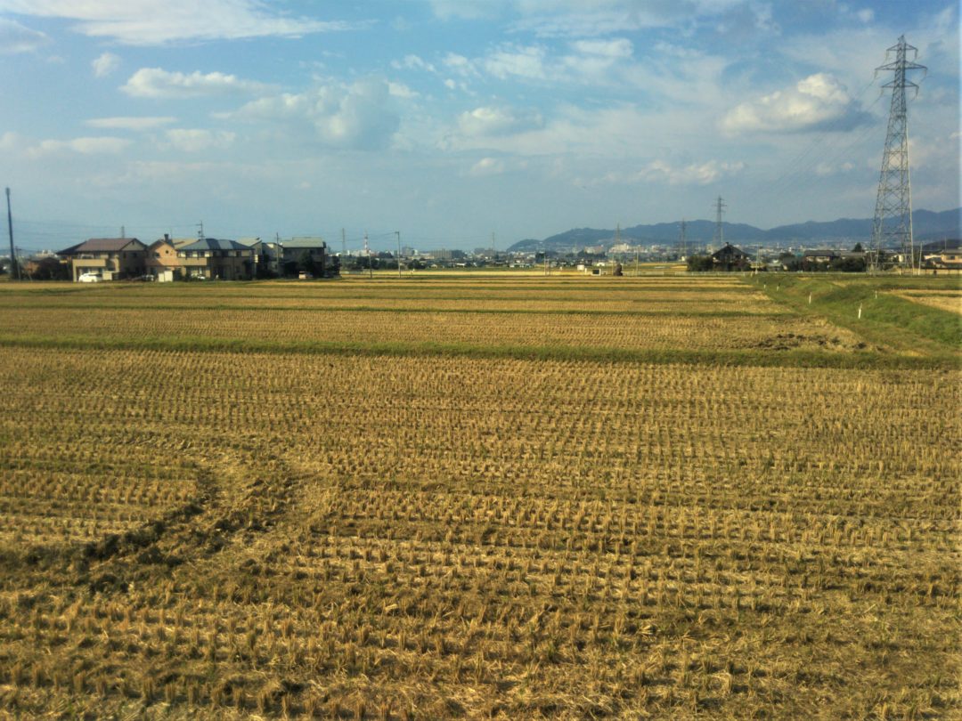 Rice Harvesting in Matsumoto photo
