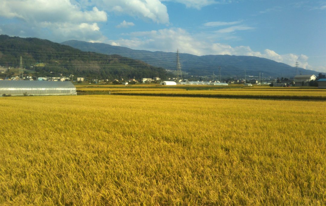 Rice Harvesting in Matsumoto fields