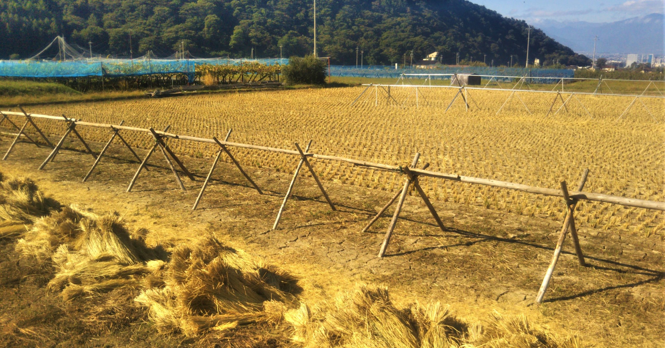 Life Outside the Castle Walls countryside