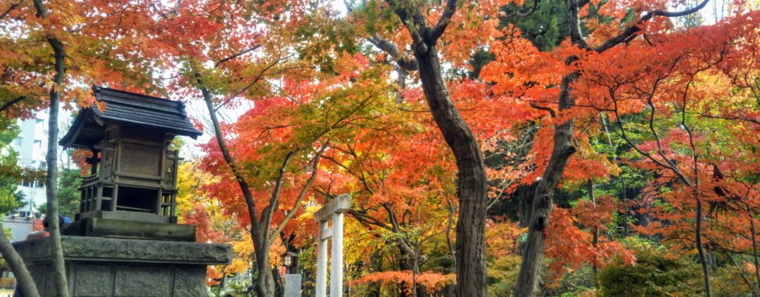 Matsumoto’s Spectacular Fall Colors Yohashira