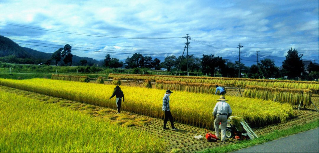 Rice Harvesting in Matsumoto season