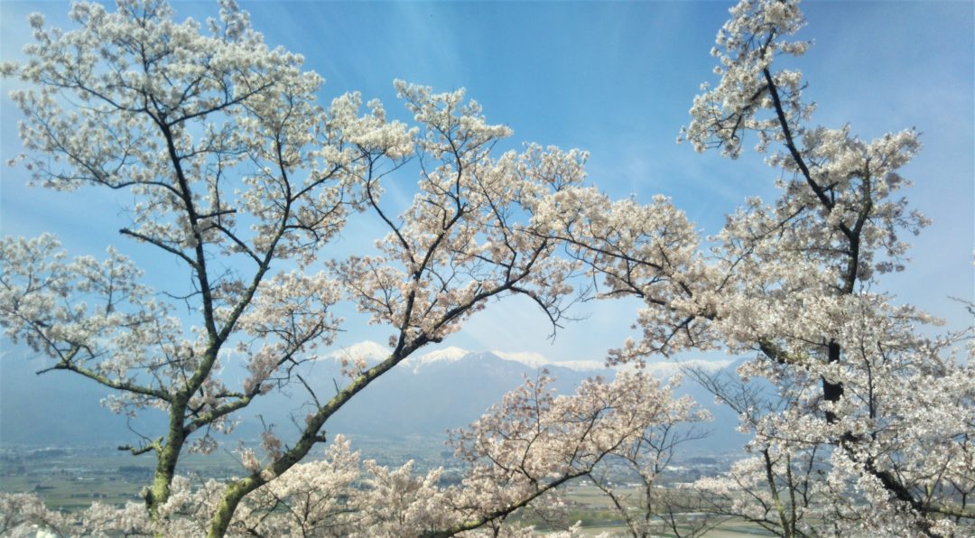 Matsumoto Cerisiers en fleurs Sakura