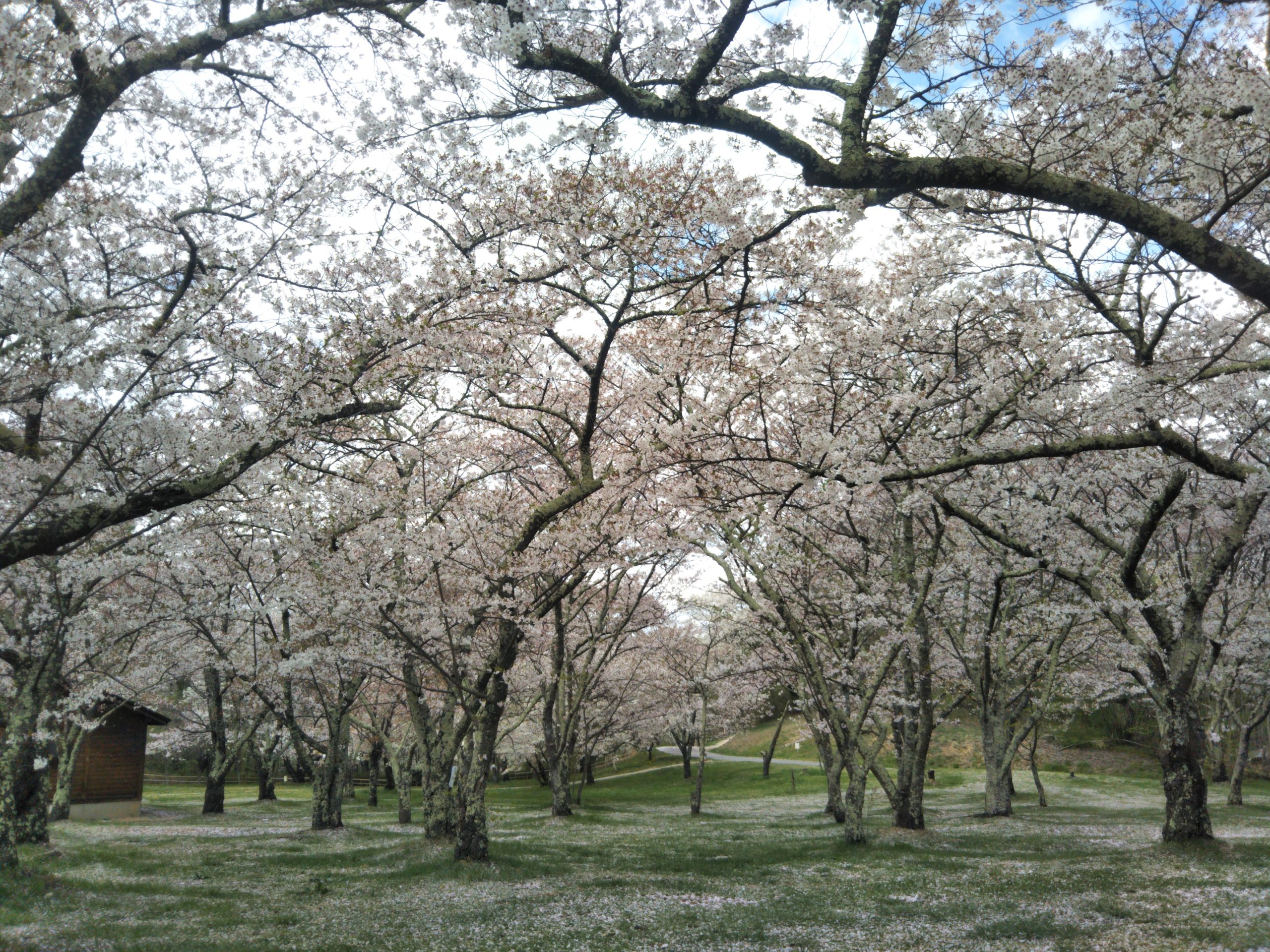 Matsumoto Cerisiers en fleurs vue