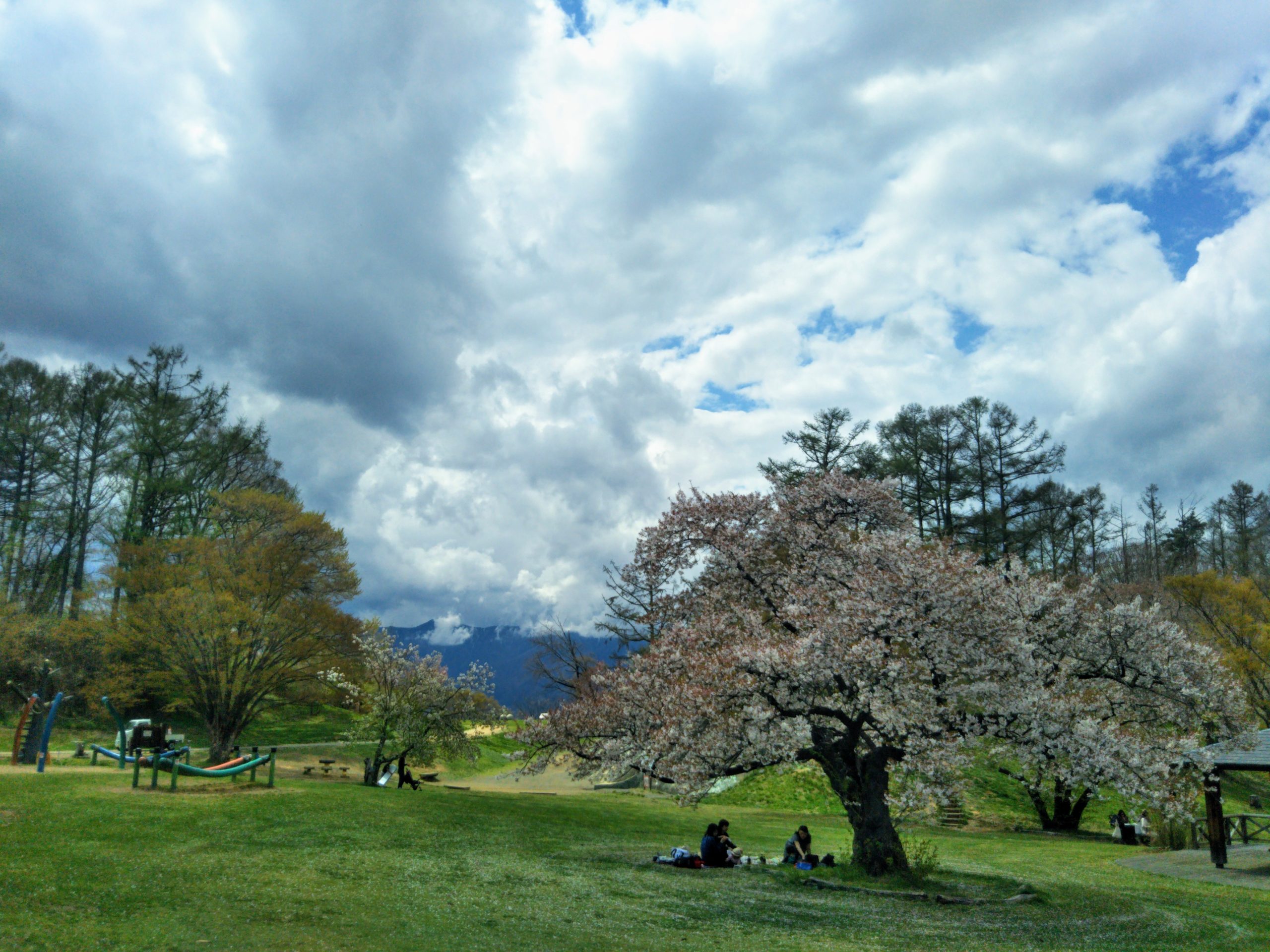 Matsumoto Cherry Blossoms visit