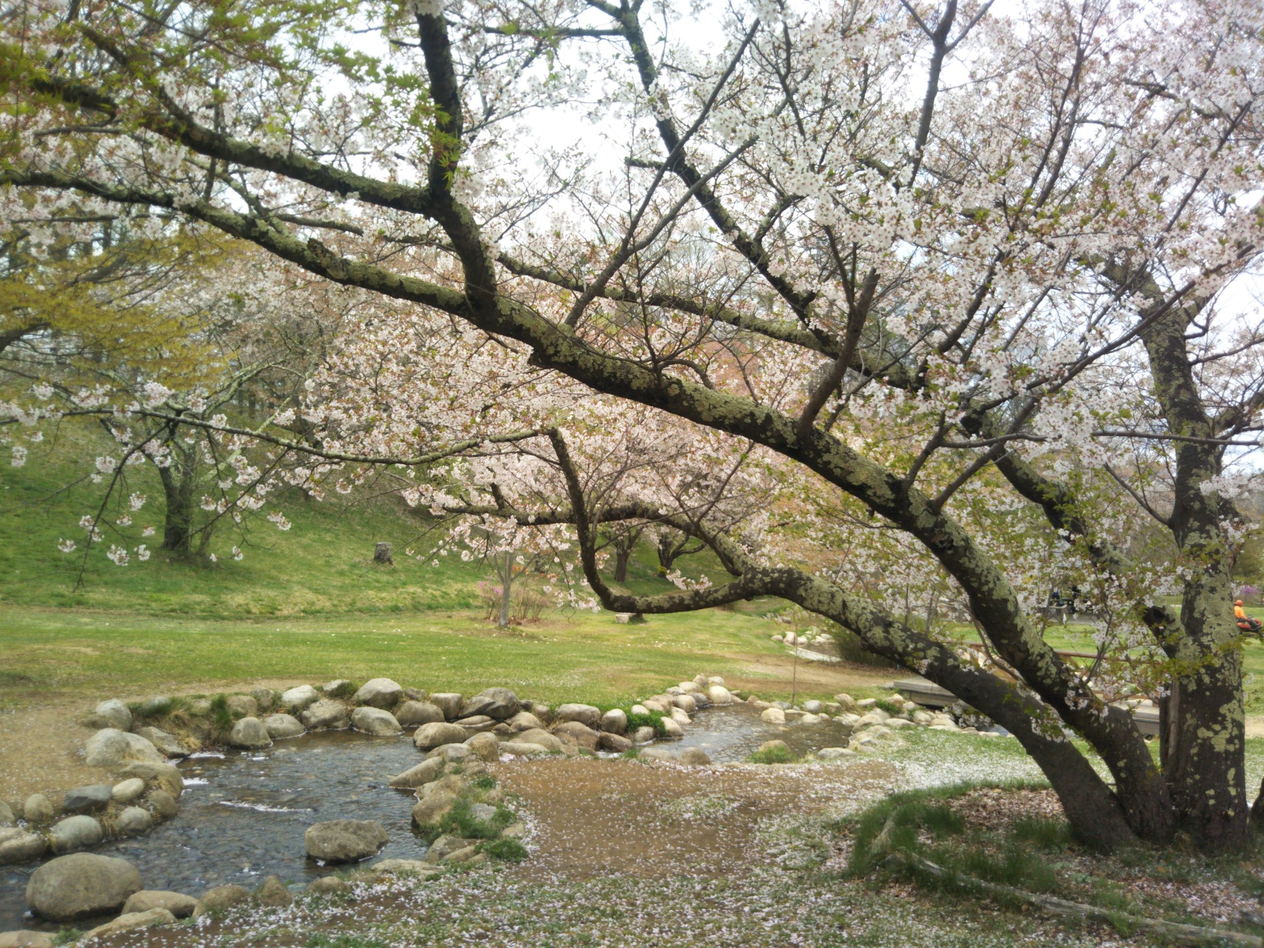 Cerisiers en fleurs où