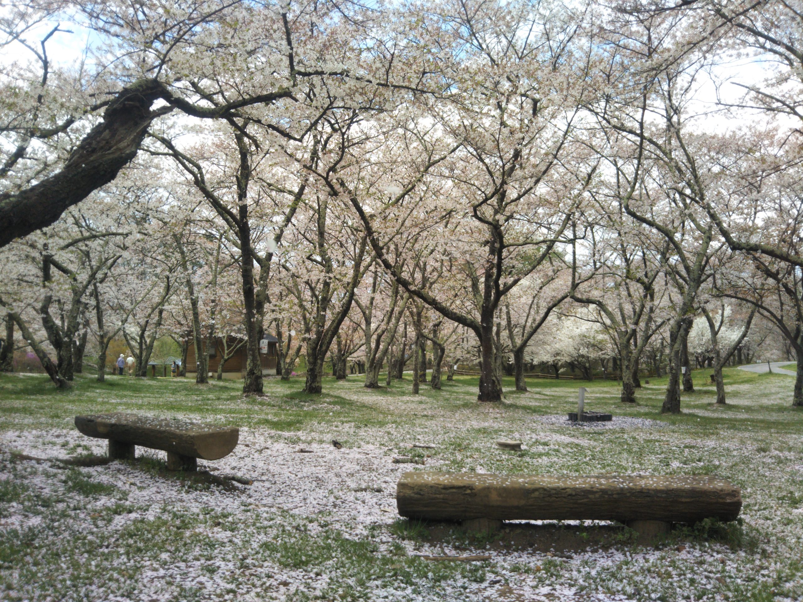 Cerisiers en fleurs lieux