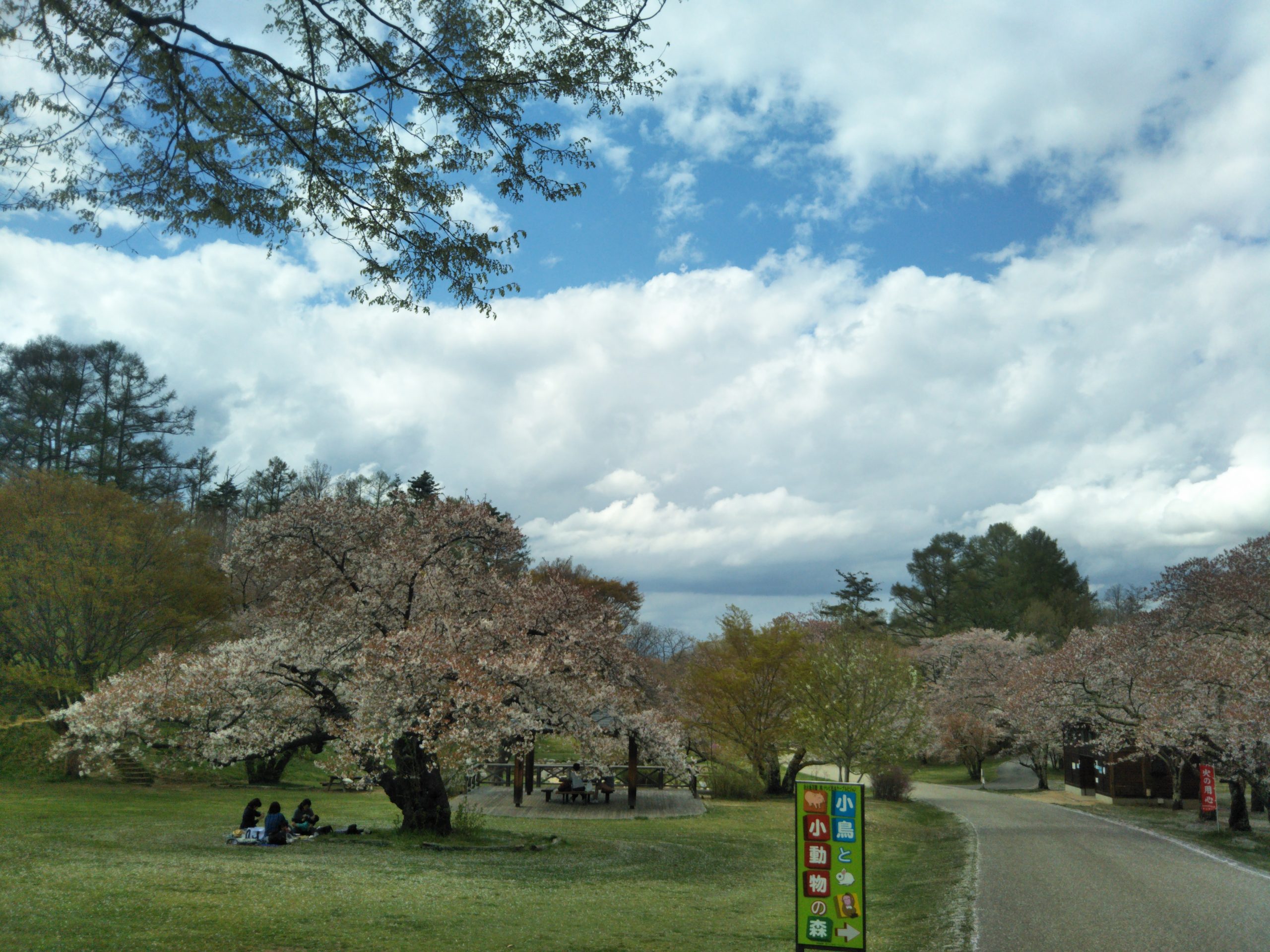 Matsumoto Cerisiers en fleurs tour