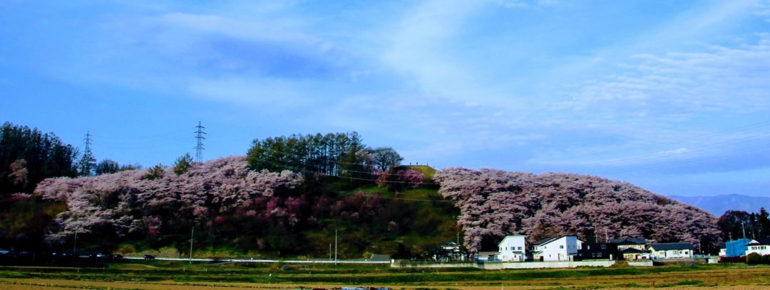 Matsumoto Cerisiers en fleurs koboyama