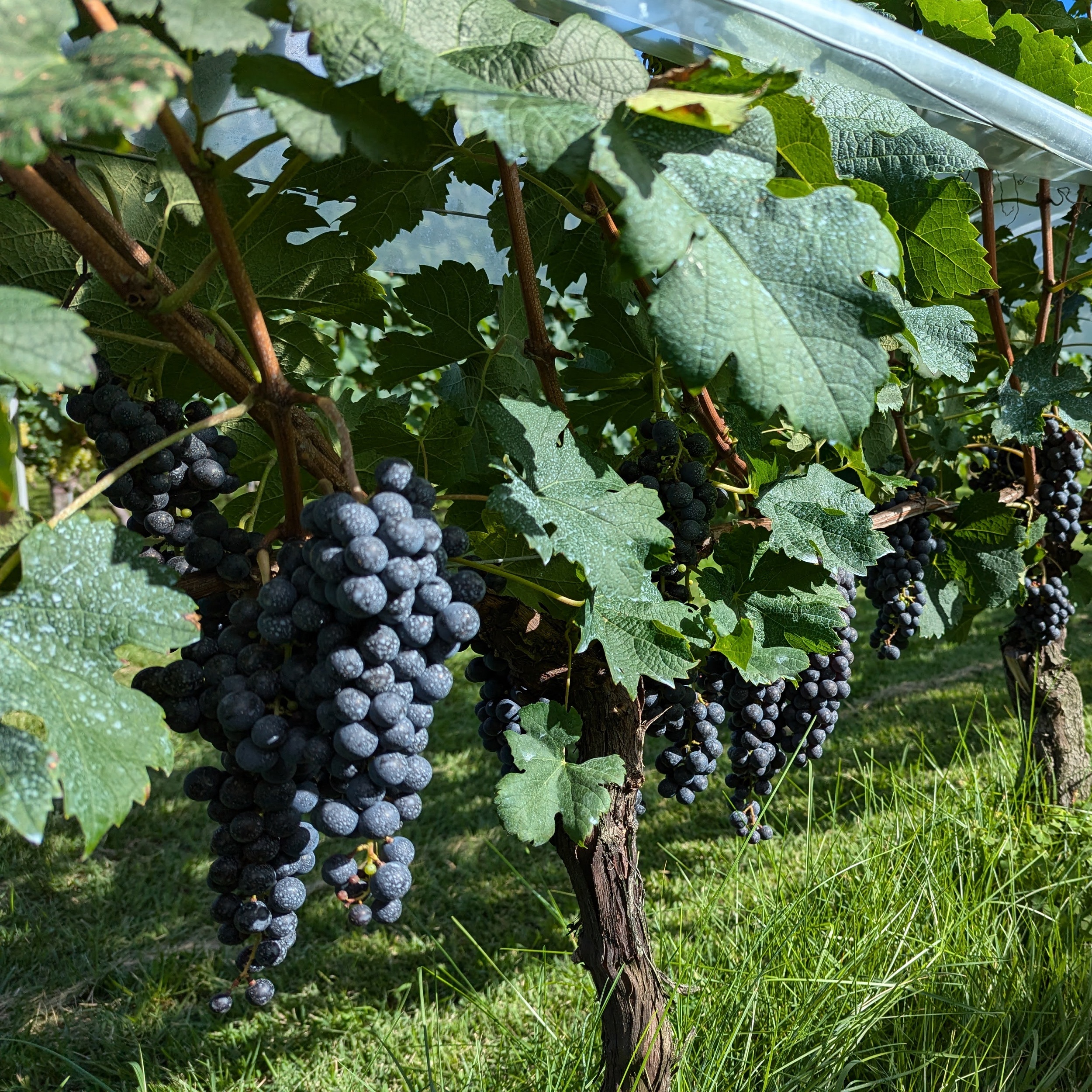 Spots To Visit Winery