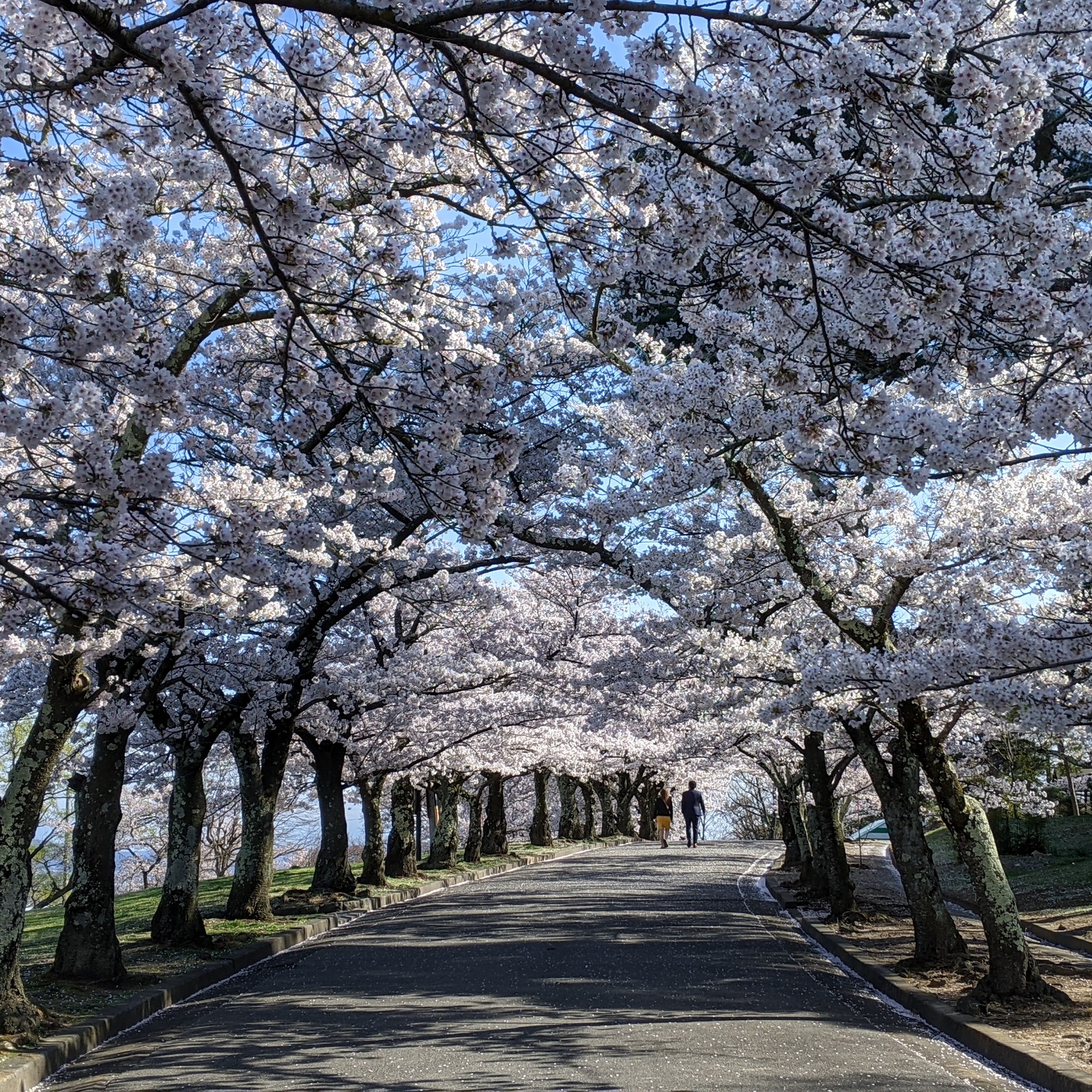 Spots To Visit joyama Park