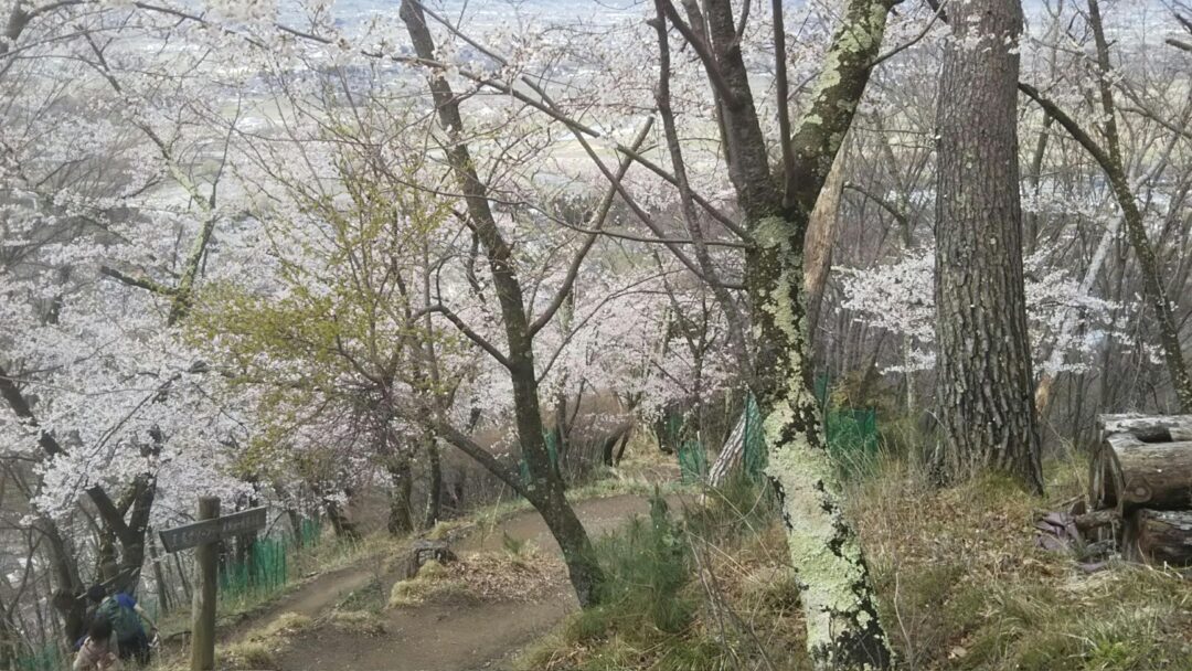 Mount Kojo and Nagamine cherry blossoms
