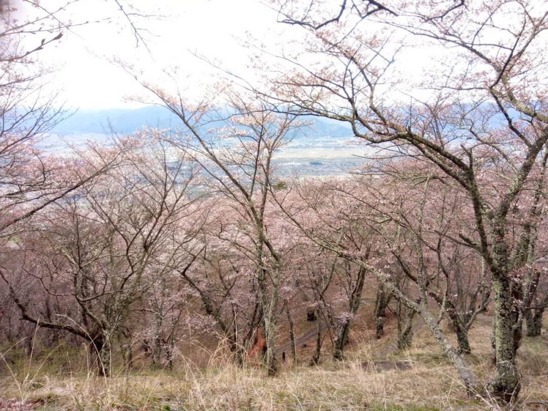 Mount Kojo and Nagamine sakura